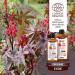 Organic Castor Oil 500 ml Cosmos Organic Plan te au Naturel 100% Natural and Cold Pressed Skin Hair Eyelashes Nails Beard - Buy Online on GoSupps.com