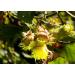 Organic Raw Blanched Hazelnuts 2 Pounds - Non-GMO Filberts - Unsalted, Unroasted, Vegan - Bulk Nuts for Desserts and Nut Butter - Protein-Rich Option - Buy Online on GoSupps.com