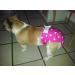 Glenndarcy Dog Diapers Without Tail Hole for French Bulldogs - Dotty Pink XL | Includes 2 Washable Pads | Shop Internationally! - Buy Online on GoSupps.com