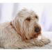 Buy Amber Dog Collar for Large & Small Dogs | Natural Bank Chain Collar - 58 cm | International Shipping - Buy Online on GoSupps.com