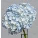 Design Master Just for Flowers Light Blue Spray Dye - Ideal for Coloring Flowers - Buy Online on GoSupps.com
