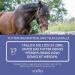 Str h Teufelsklle Horse - 1L Liquid for Musculoskeletal Support & Natural Metabolism Aid for Horses - International Shipping Available - Buy Online on GoSupps.com
