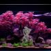 Ctpeng Aquarium Hole Decor - Art Deco Style for Stunning Aquascapes | International Shipping Available - Buy Online on GoSupps.com