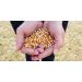 Preferred Popcorn Organic Popcorn 28oz - Pack of 4 | Healthy Snack Option - Buy Online on GoSupps.com