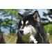 Canina Pharma Caniletten 300g - Buy Online on GoSupps.com