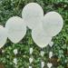 Shop Ginger Ray Green 'Team Bride' Latex Balloons - Hen Party Decorations | 5-Pack with Paper Flower Tails - Buy Online on GoSupps.com