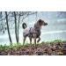 HUNTER UPPSALA Dog Coat - Water-Repellent Reflective Size 55 Taupe | International Shipping Available - Buy Online on GoSupps.com