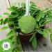 Poudre de Moringa Bio - 200g. Feuilles de Moringa Oleifera en Poudre pour The Moringa ou Cheveux. Organic Moringa Powder. Moringa 200 g (Lot de 1) - Buy Online on GoSupps.com