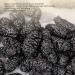 Dried Black Mulberries Canned Fruit Wash Free Non Sand Dried Mulberries for Snacking Desserts and Drinking (200 G / 7.1 oz) - Buy Online on GoSupps.com