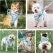 BriFit Cat Dishes with 150cm Leash Break-Safe High-Quality Bowls for Cats & Small Dogs Blue XS - Perfect for Pets 6.61-1lb Shop Now! - Buy Online on GoSupps.com