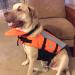 Vivaglory Neon Orange Dog Rescue Vest - Removable Front-Wheel Drive Reflective Caps & Extra Upholstery for Swimming & Boating - XS (35-43cm) - Buy Online on GoSupps.com