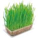Vitakraft Cat Grass - Fresh & Ready Grown Cat Grass (120g) with Essential Vitamins & Minerals for Healthy Cats - Buy Online on GoSupps.com