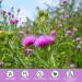 iMATCHME Organic Milk Thistle Tea Bags Liver Support Herbal Tea 30 Tea Bags/90g - Buy Online on GoSupps.com