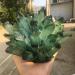 Crystal Hole Home Decoration Natural Quartz Crystal Green Ghost Cluster Specimen Home Decor Stones Crystal Hole (Size : 500-600g)