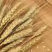 YoleShy Dried Wheat Stalks - 200 Stems Natural Wheat Decor (15.7 Inches) - Ideal for Home, Kitchen, Christmas, Wedding - 200 Pcs - Buy Online on GoSupps.com