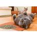 Cat Crack Catnip Premium Blend - Maximum Potency Infused Safe for Cats - Irresistible 1 Cup for Your Kitty - Buy Online on GoSupps.com