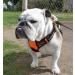 Rabbitgoo Medium Dog Harness - No Pull Adjustable Breathable Control & Safety | Perfect for Large Dogs - Orange - Buy Online on GoSupps.com