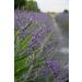 Victoria's Lavender Aromatherapy Body Mist Spray - Natural After Sun Aloe Vera Spray with Lavender Oil - Hydrating & Soothing - 4 oz - Buy Online on GoSupps.com