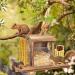 Durable Wood Squirrel Feeder | Solid Structure, Ideal for Corn & Peanuts | Outdoor Funny Squirrel Feeder - Buy Online on GoSupps.com