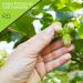Raw Hazelnuts Filberts (32oz) Unsalted & Organic Superior Quality - Fresh & Resealable Bag - Healthy & Natural Snack - Keto, Vegan, Kosher - 2lb Pack - Buy Online on GoSupps.com
