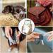 Airtag Dog Collar Holder | Waterproof Anti-Lost Pet Collar Case | Cat Dog Collars Loop Backpack Accessory-Black - Buy Online on GoSupps.com