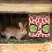 2 Pcs Rabbit Hay Feeder Hanging Hay Feeding Bag Hay Feeder Guinea Pig Storage Racks with 2 Holes Rabbit Hay Bags Pet Food Bags for Chinchilla Dutch Pig Mole (Small) - Buy Online on GoSupps.com