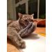 Bt Tobias Brunner Cuddly Petzen Fragrance & Valerian Pillows for Cats - 2 Piece Set | 4cats Made in Germany - Buy Online on GoSupps.com