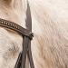 Buy Star WALDHAUSEN Bridle Diamond Brown for Warmbloods | Premium Quality Equestrian Gear Worldwide Shipping - Buy Online on GoSupps.com