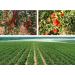 cn herb 250g Ningxia Goji Berries In Bulk - Buy Online on GoSupps.com
