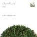 Chervil Leaf Spice - Aromatic Chervil Herb 50g | Premium Chervil Seasoning for Cooking - Buy Online on GoSupps.com