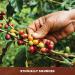Java Planet Colombian Organic Coffee Beans - Low Acid, Non GMO, Medium Dark Roast - 1LB Bag - Buy Online on GoSupps.com