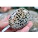Buy Large Dalmatian Jasper Palm Stones - High-Quality Crystal Gemstones for Healing & Decor - Buy Online on GoSupps.com