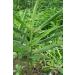 Grow Your Own Edible Ginger: 10 Live Rhizomes of Zingiber Officinale - Buy Online on GoSupps.com