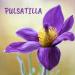 Pulsatilla 200ch Boiron Homeopathic Medicine 200CH 4 g (Pack of 1) - Buy Online on GoSupps.com