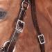 Shop WALDHAUSEN Star Bitless Bridle for Warmbloods Brown | International Shipping Available - Buy Online on GoSupps.com