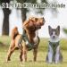 UVTQSSP Dog Harness for Small Dogs - Padded Puppy Harness with Leash in Olive Green XS - Buy Online on GoSupps.com