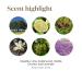 Young Living Stress Away Essential Oil Blend - Lime, Cedarwood, Vanilla & Lavender - 5ml - Buy Online on GoSupps.com