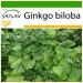 SAFLAX - Ginkgo - 4 seeds - With substrate - Ginkgo biloba