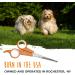 Mighty Paw Dog Grooming Scissors (2 Pack) - Professional Ergonomic Pet Scissors for Safe & Precise Grooming | Ideal for Body, Paw, and Face Hair Trimming | 2mm Stainless Steel Blades | Orange - Buy Online on GoSupps.com