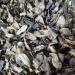 PUB Kamal Phool Dry - Kamal Ful - Dried Lotus Flower - Nelumbo Nucifera (50 GMS) - Buy Online on GoSupps.com