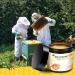 Turonu New Zealand Bee Venom Cream for Skin Bee Venom Repair Cream Suitable for men and women of all skin types - 60 Ml (1pcs) 1pcs 60 ml (Pack of 1) - Buy Online on GoSupps.com