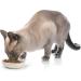 PetRageous Oval Frisky Kitty Stoneware Cat Bowl - 5.5 Wide, 1.5 Tall, 5.3oz Capacity, Dishwasher Safe - White - Buy Online on GoSupps.com
