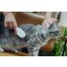 Lucybalu Cat Brush for Short & Long Hair | Premium Cat Grooming Tool with Metal Bristles & Wooden Handle | Perfect for All Cat Breeds - Buy Online on GoSupps.com