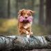 Durable Dog Chewing Tools: Natural Rubber Toys for Aggressive Chewers | Boredom Busters & Dental Care | Large Pink (1 Pack) - Buy Online on GoSupps.com