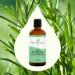 Buy Plant Therapy Organic Rosemary Essential Oil 100% Pure | USDA Certified Organic Aromatherapy | Undiluted & Therapeutic Grade 100 mL - Buy Online on GoSupps.com