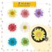 84 Pieces Real Dried Pressed Flowers - Natural Daisy Variety for DIY Crafts & Decorations - 7 Colors - Resin Casting, Jewelry, Candle, Soap Making Supplies - Buy Online on GoSupps.com
