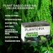 Plantoria Green Tea Natural Soap Bar | Anti Aging & Antioxidant Rich Body Soap with Green Tea, Pea Flower & Olive Leaf - Ideal for Men & Women - Buy Online on GoSupps.com