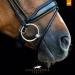 Buy Schockem hle Malibu Anatomic Snaffle Bridle Espresso WB - International Shipping Available - Buy Online on GoSupps.com