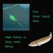 Glow Fishing Beads Assorted Kit - 1000pcs Luminous Soft Plastic Beads for Saltwater Night Fishing - Buy Online on GoSupps.com