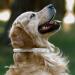 Collardirect Handmade Round Leather Dog Collar - Soft Padded Adjustable for Small to Large Dogs & Cats - Multiple Colors Available (23-28 cm) - Buy Online on GoSupps.com